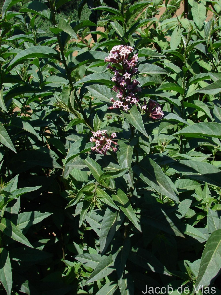 Cestrum × cultum Francey